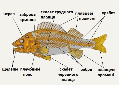 малюнок для хеллоуїна скелет